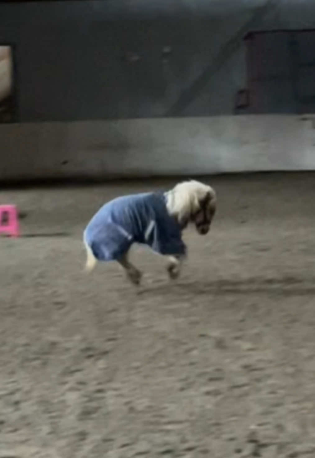 @krista || ig kayhkodressage