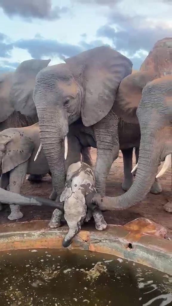 @SheldrickTrust