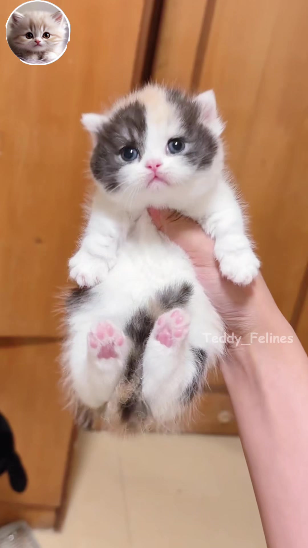 @Teddy_Felines 🧸🐾