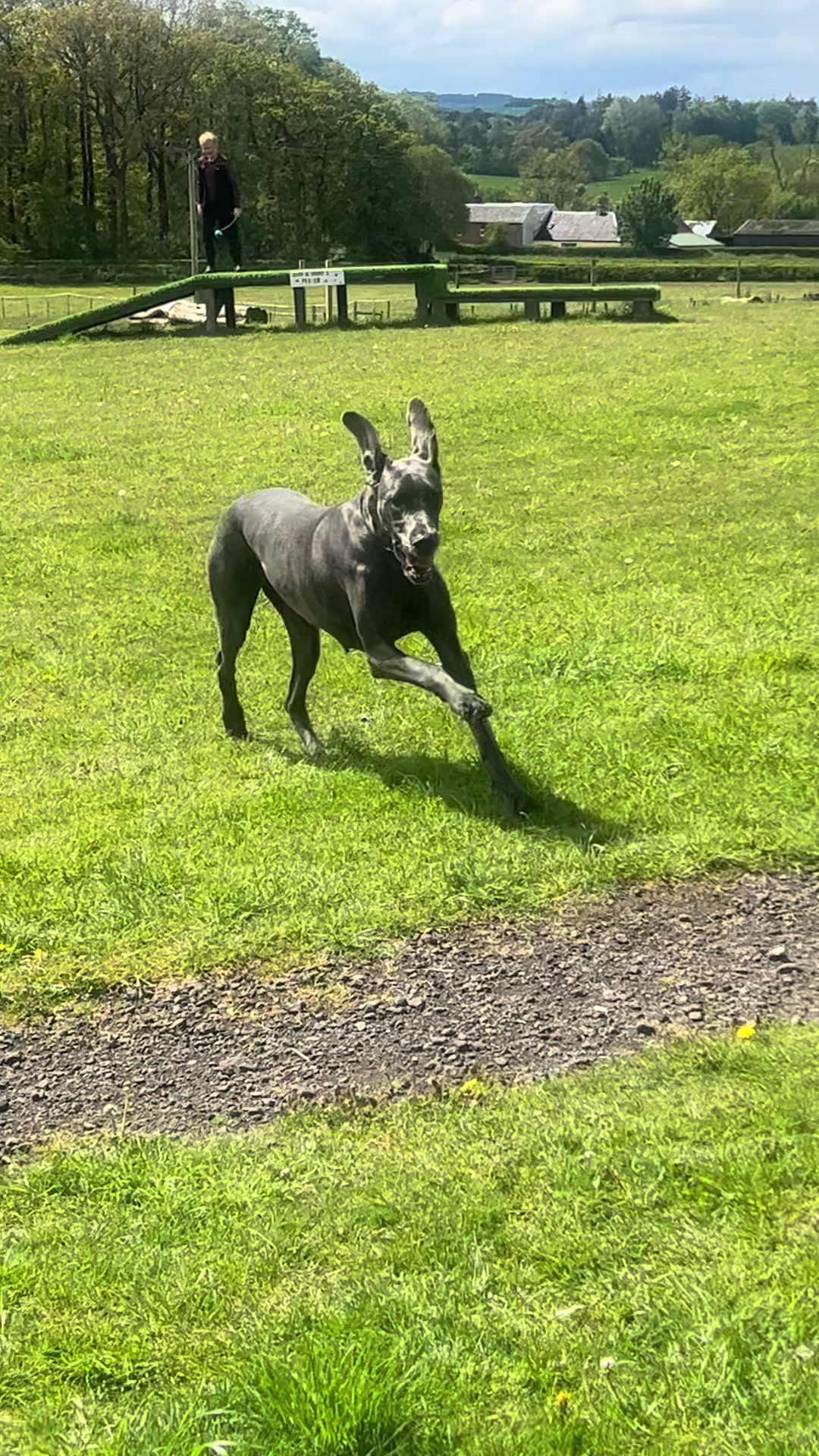 @Chateaudain Great Danes