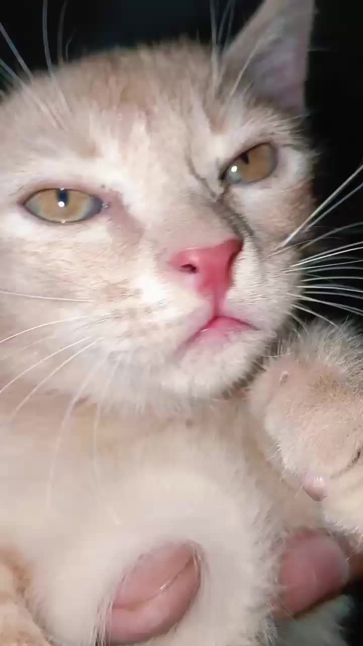 @cutecatlover8172
