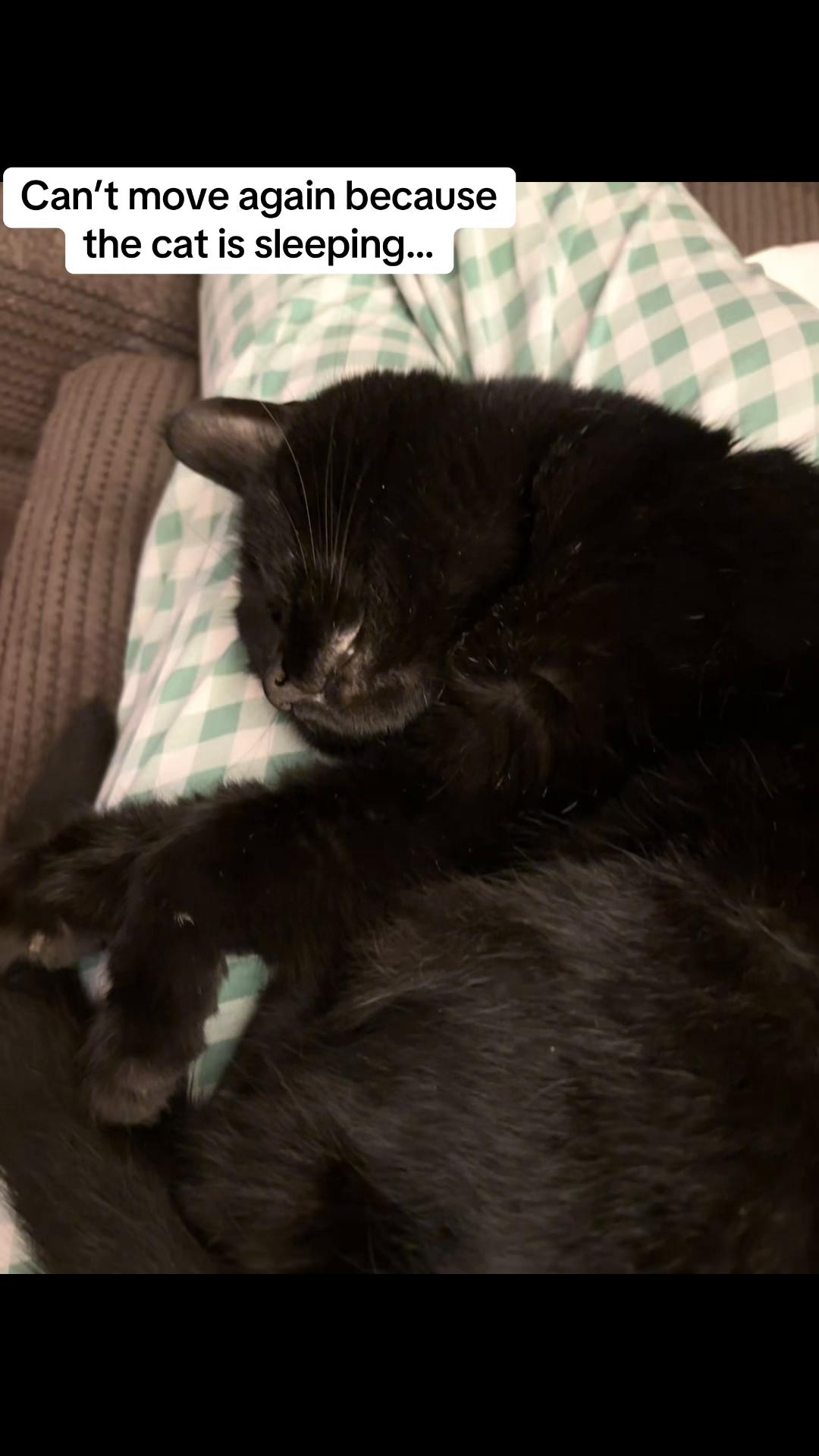 @Em feat. Mister & Mimi (cats)