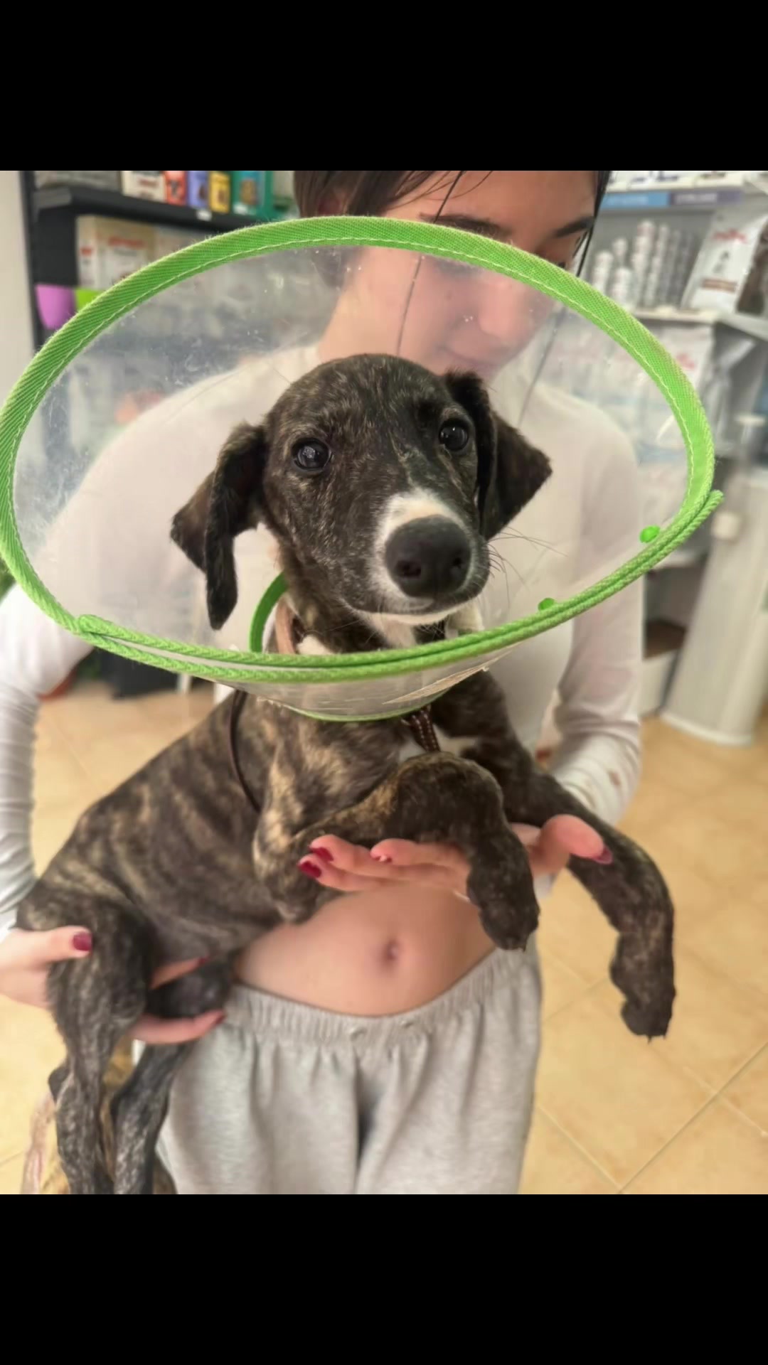 @Galgos del Sol