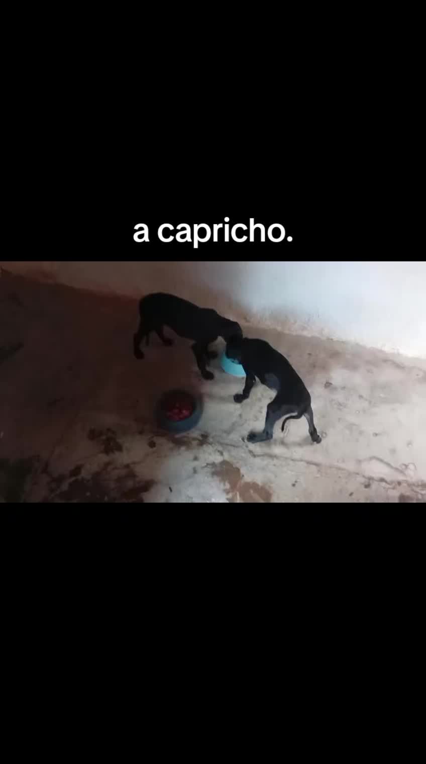 @cocodrilo