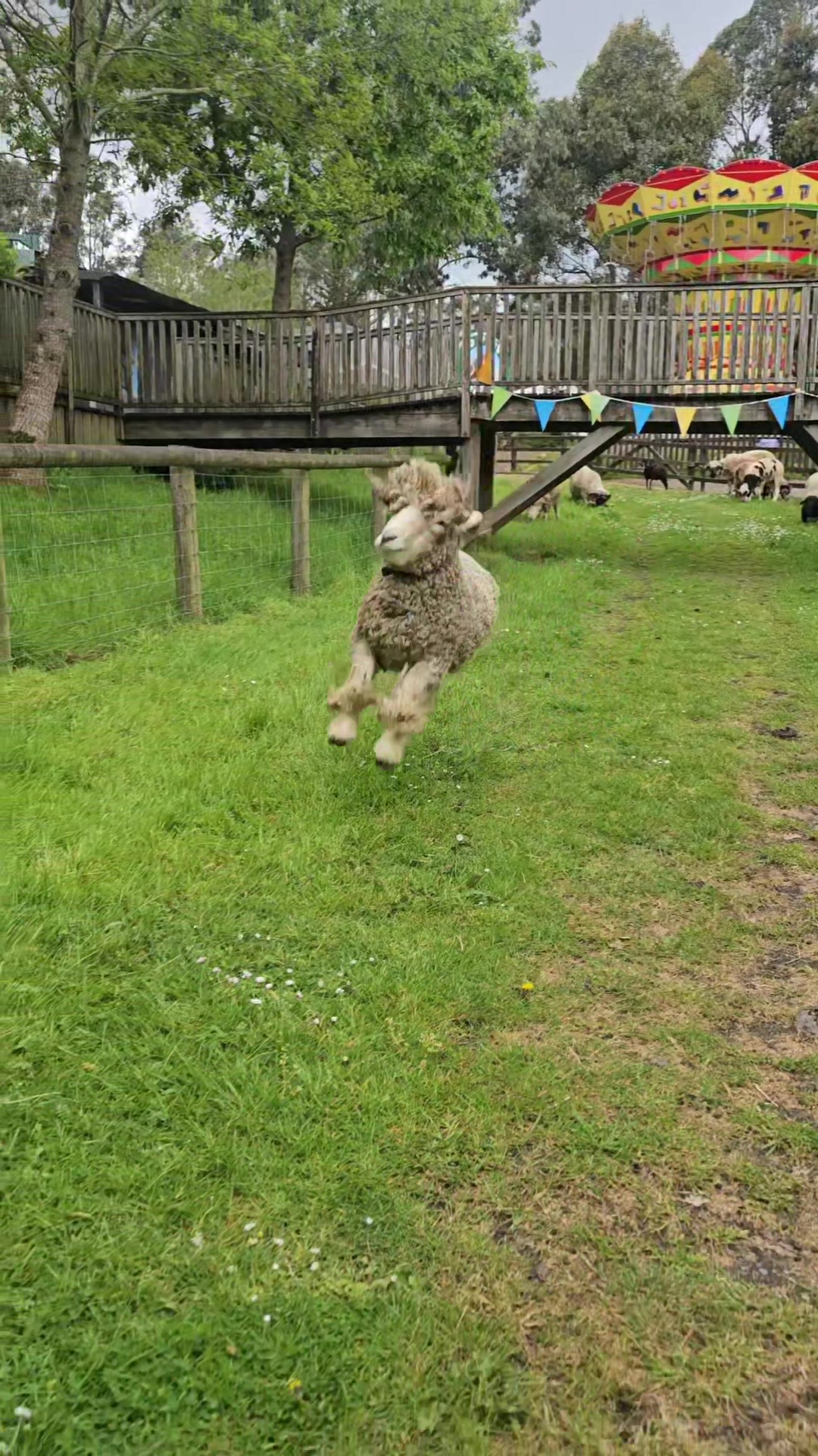 @The Big Sheep
