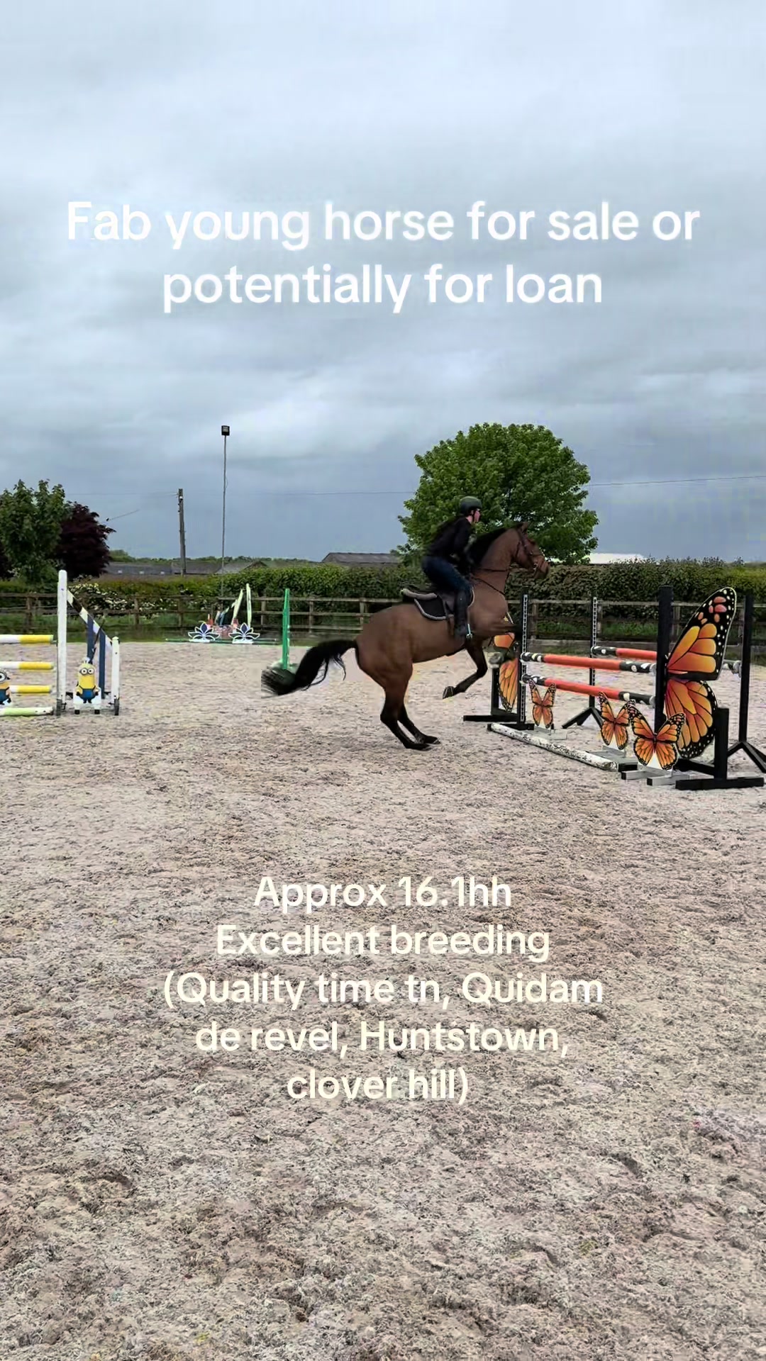 @RavenSide Equestrian