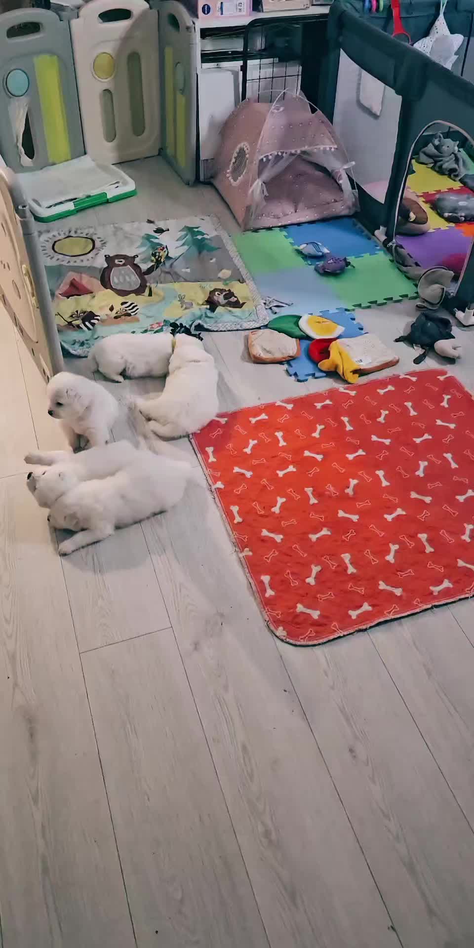 @Samojedowe🐶🇵🇱love🇬🇧 Żona