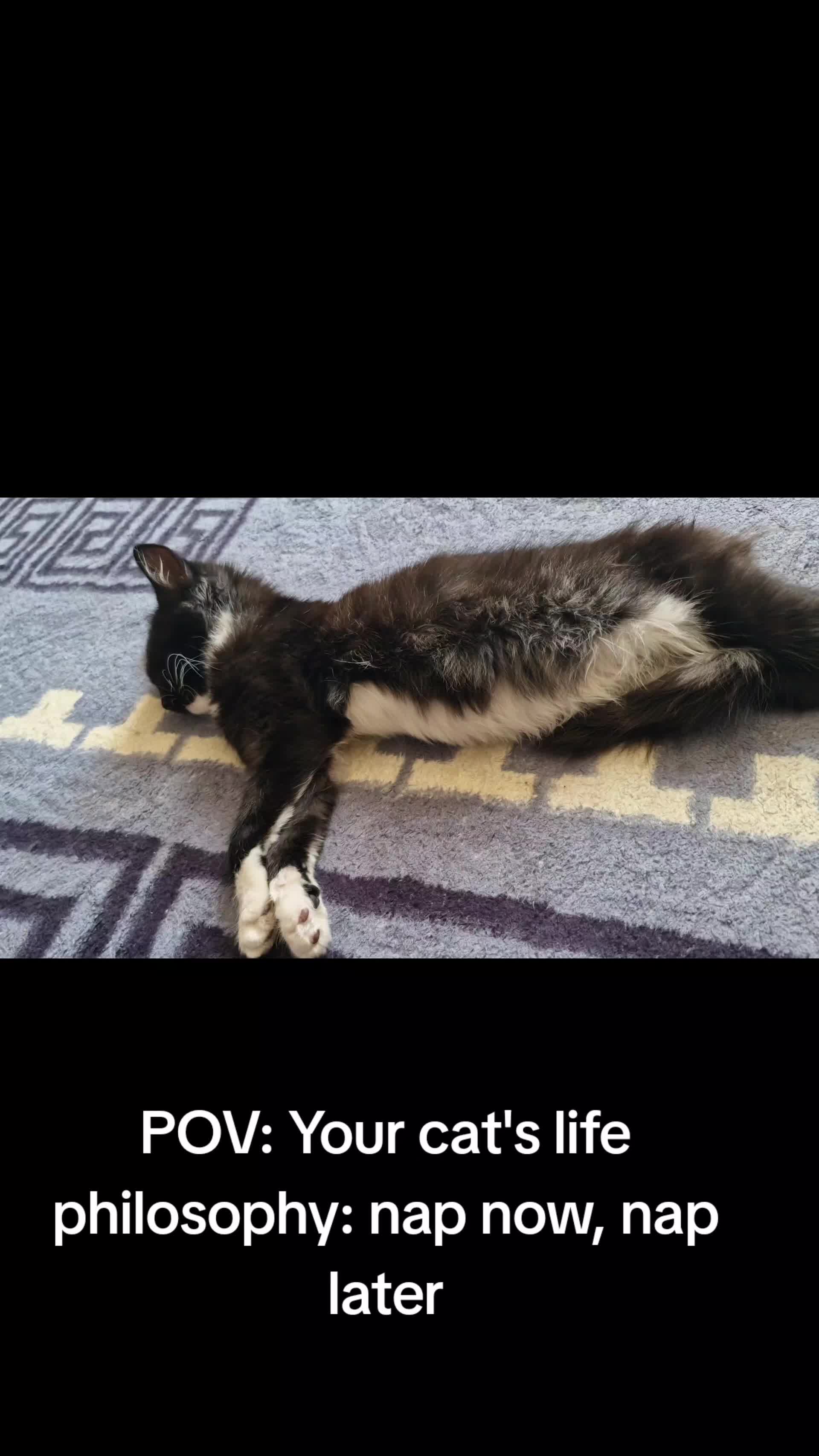 @sk cat mummy
