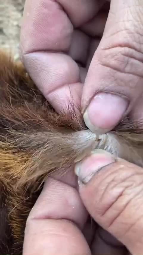@LiceHack94