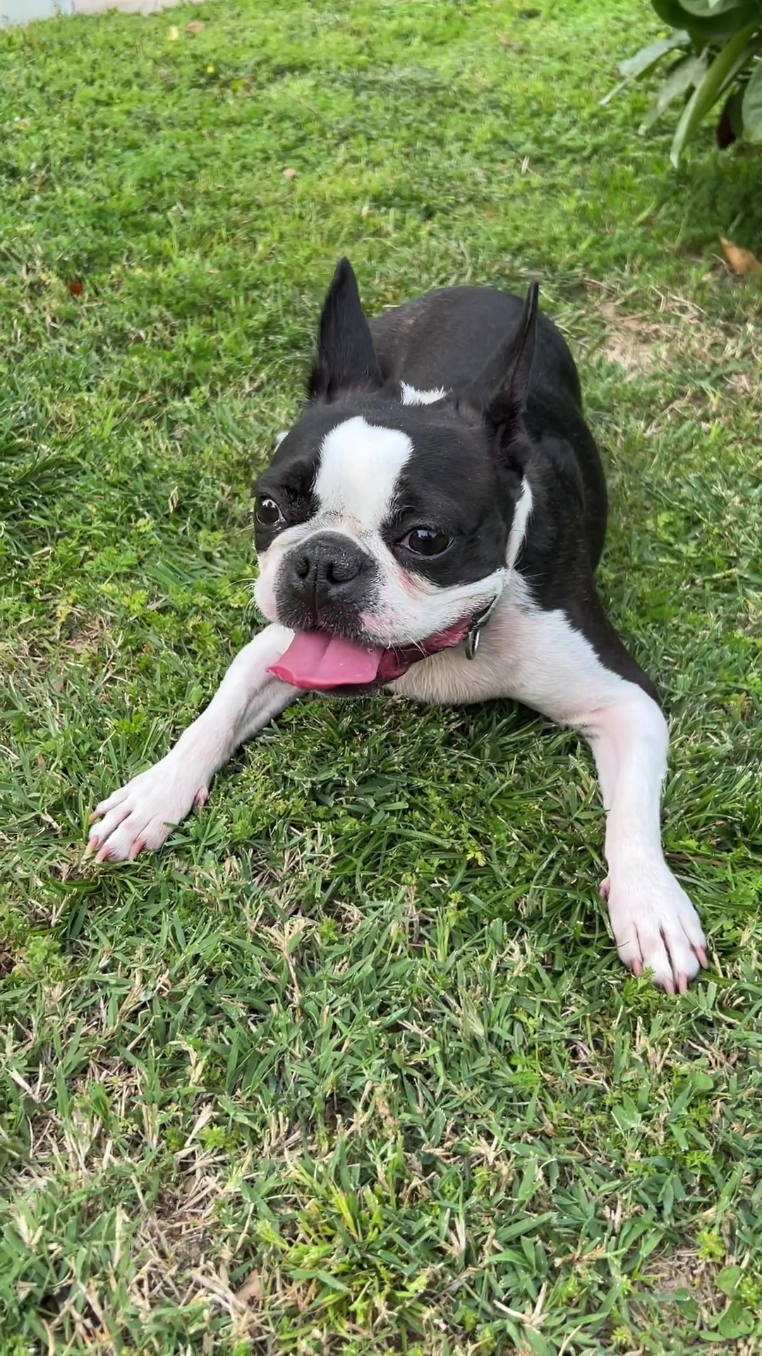 @Pipa 🐾 The Boston