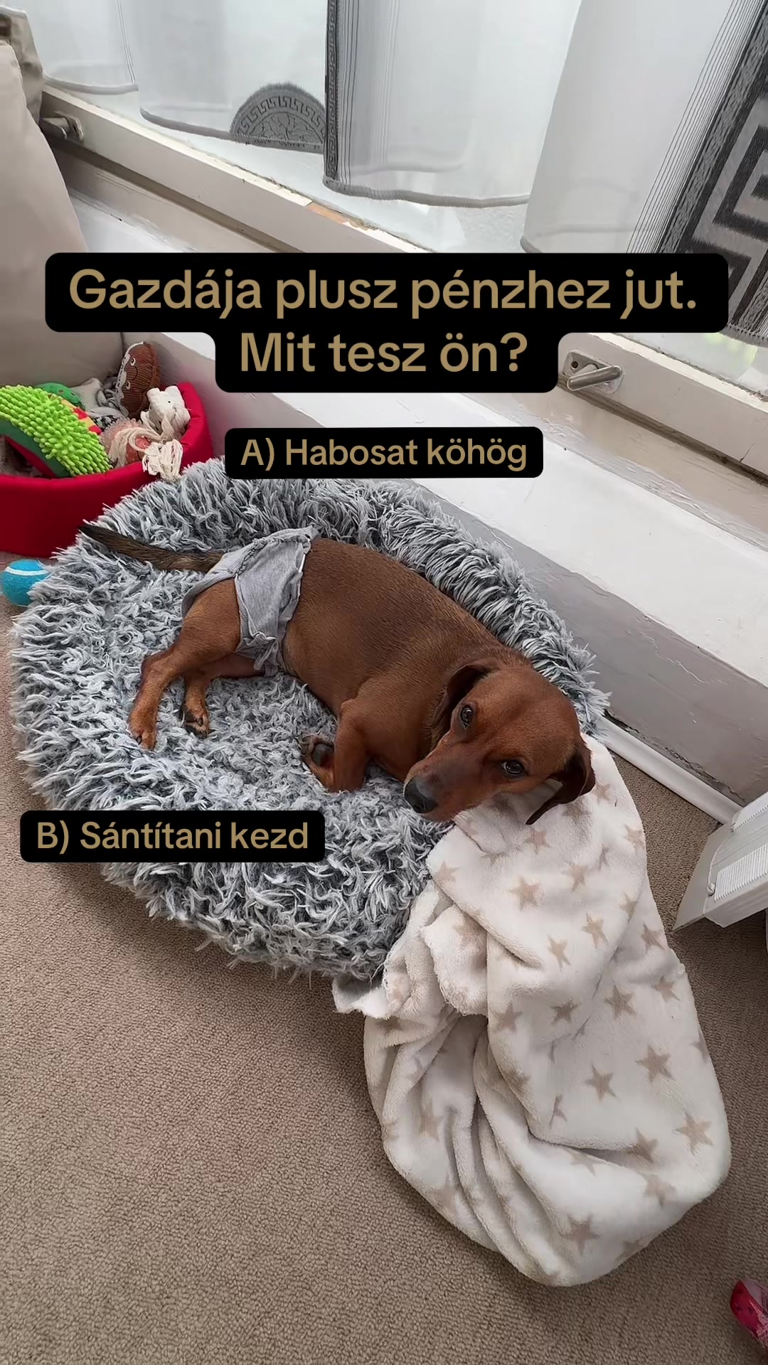 @Fanni G&ouml;rcsi