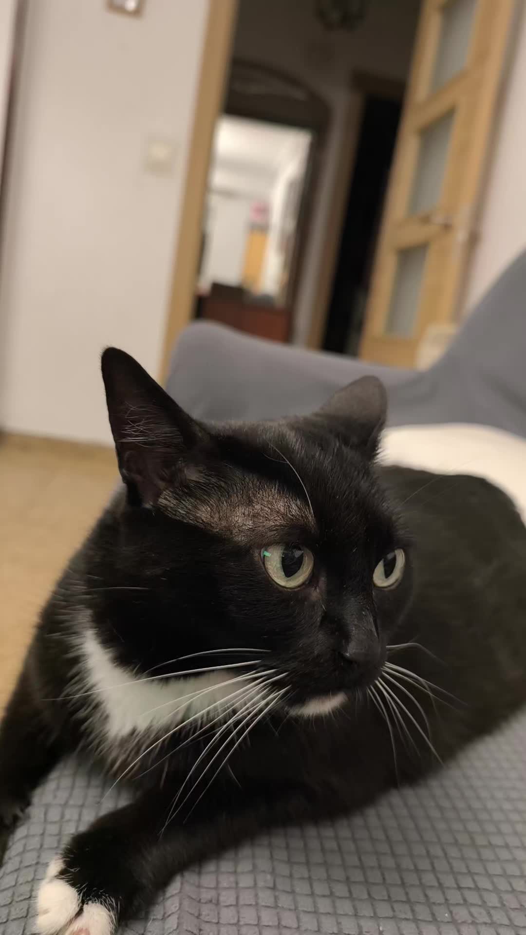 @La loca de los gatos