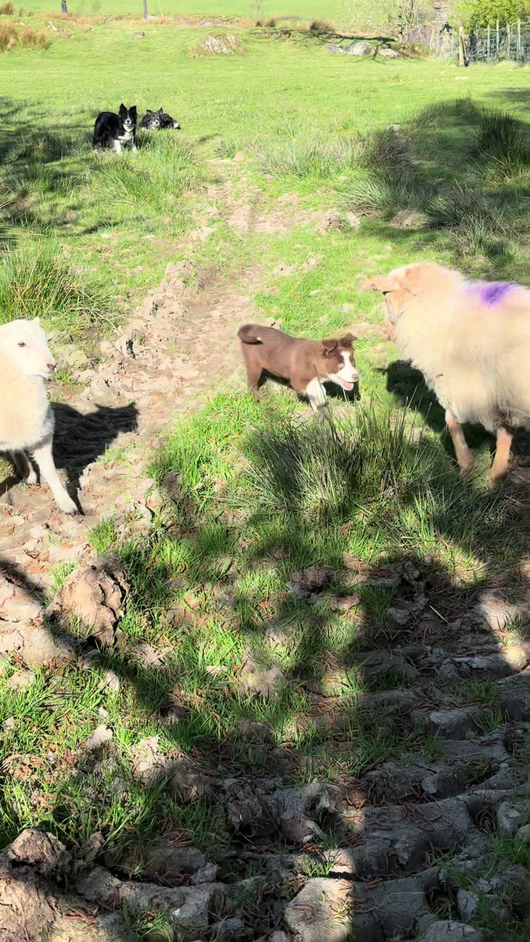@Gwenllian Pyrs