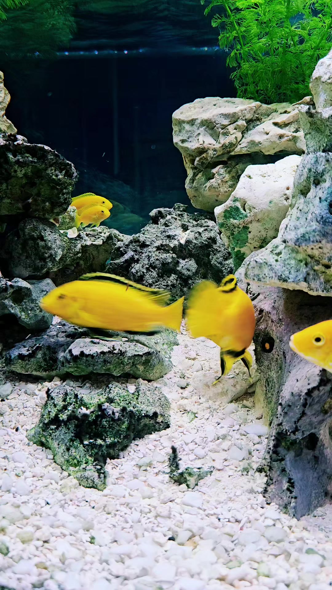 @yellowlabaquascaping