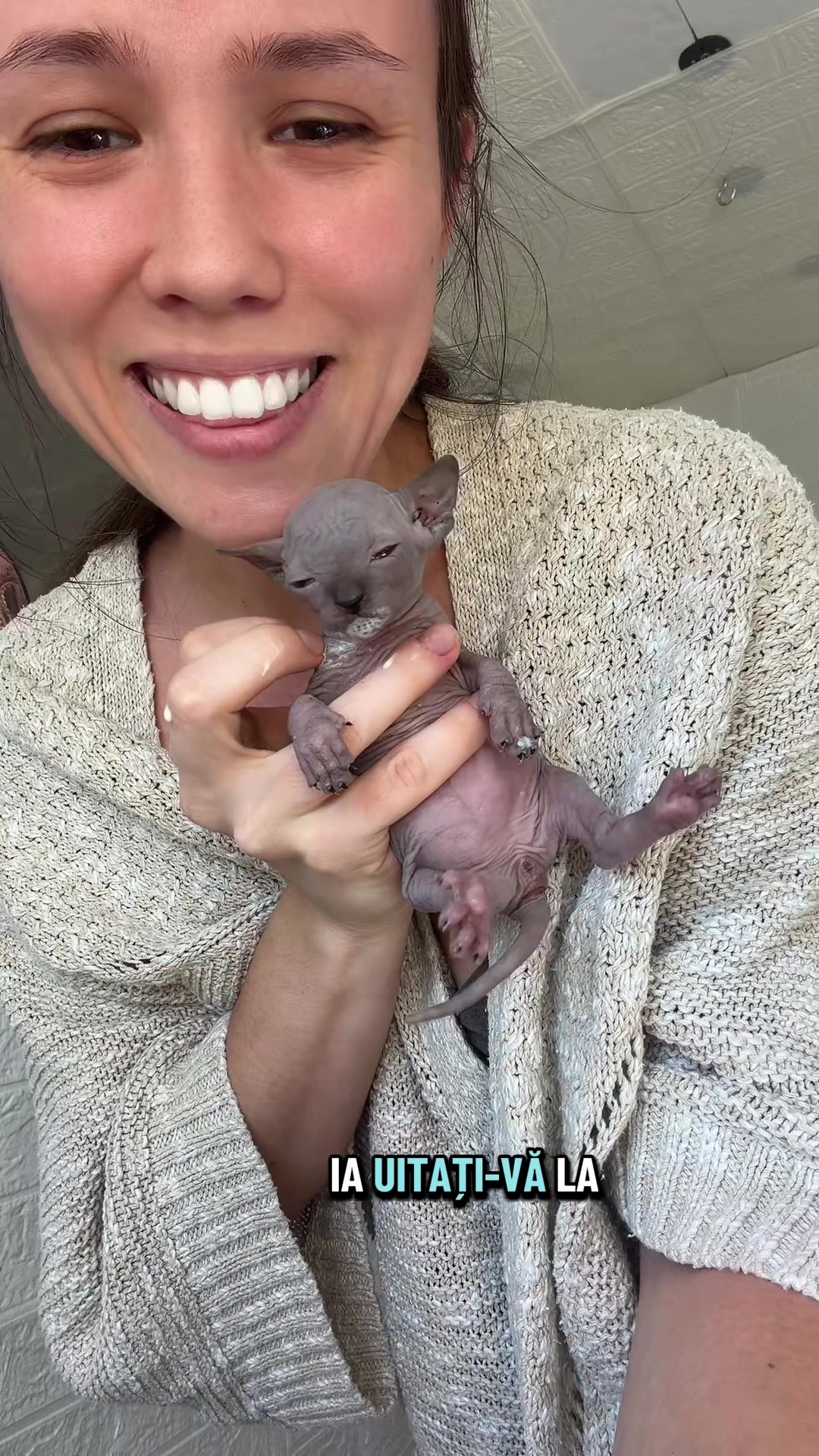 @Diana Ciortan Sphynx Romania