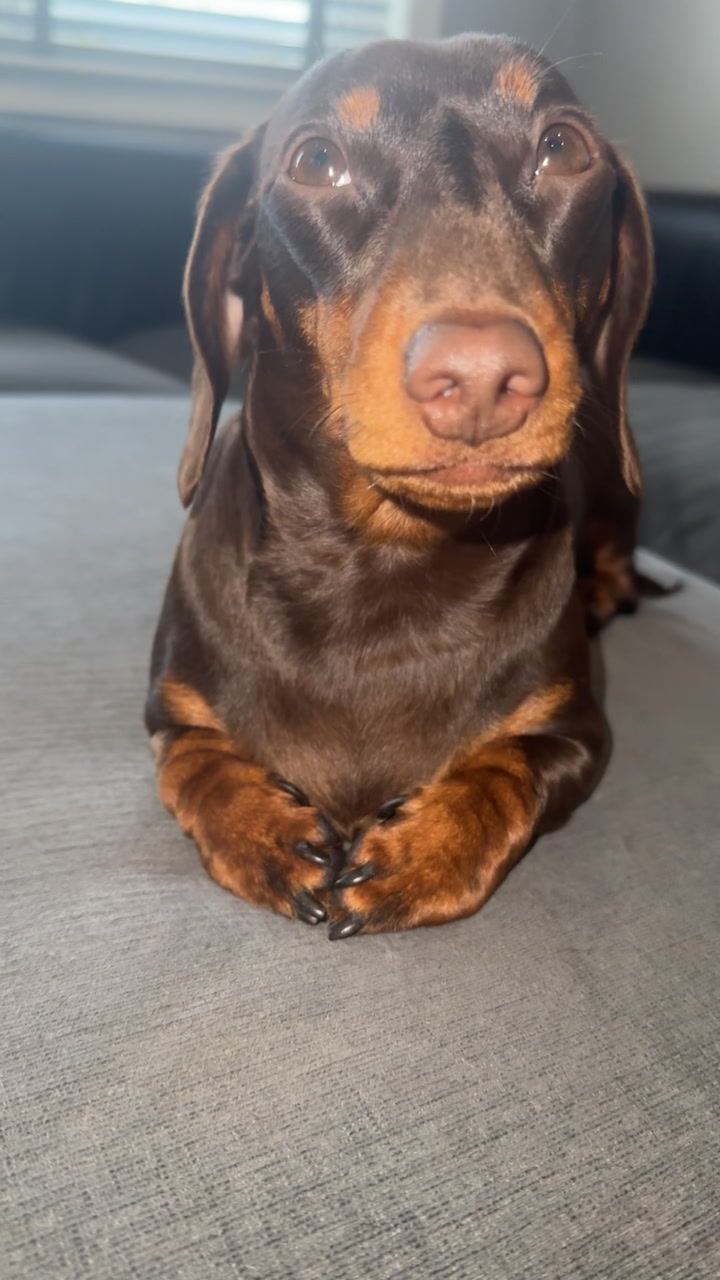 @ciciolive_mini_weiners