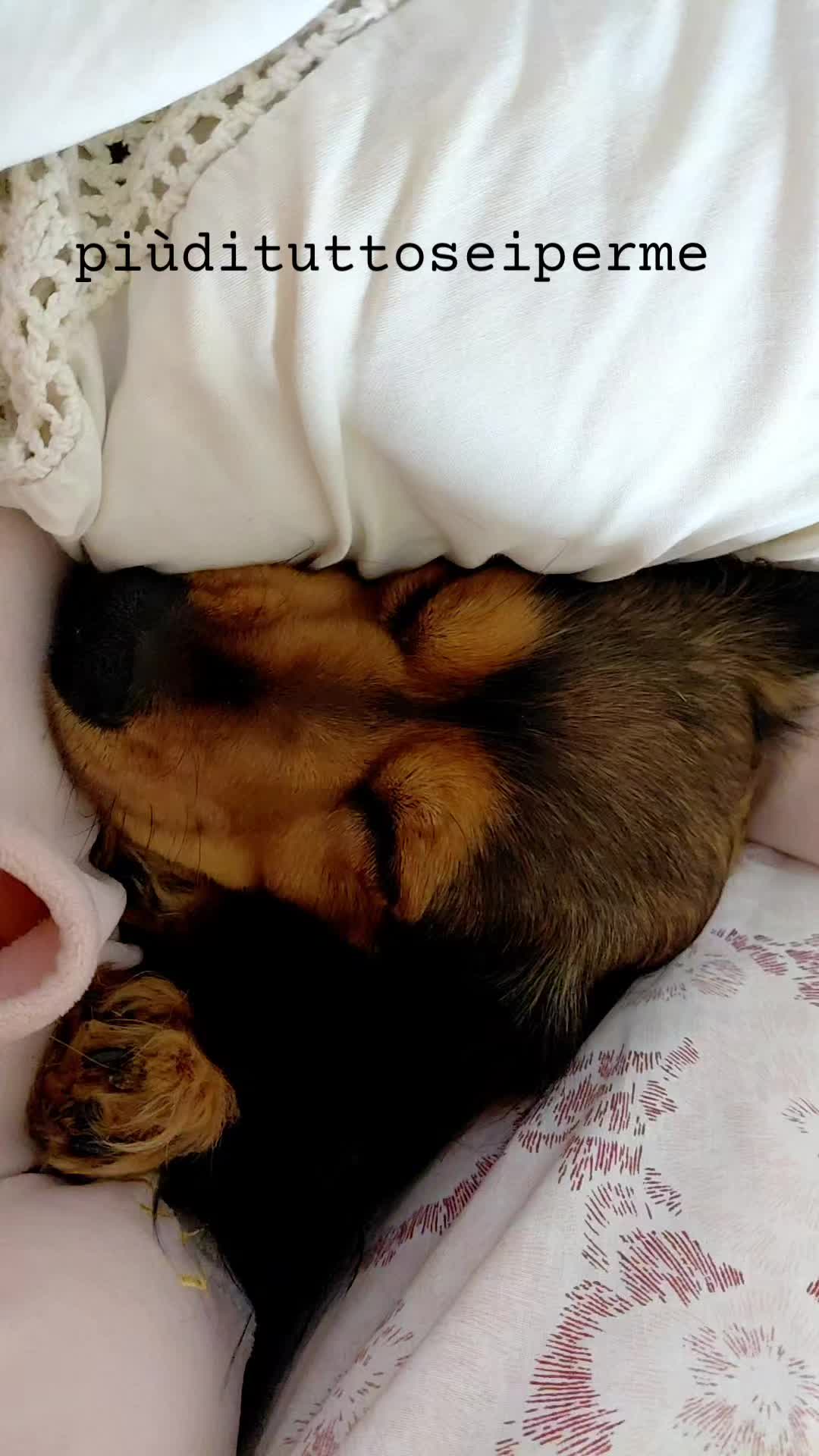 @Elisa🐶Ronda