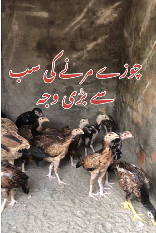 @Poultry Markaz