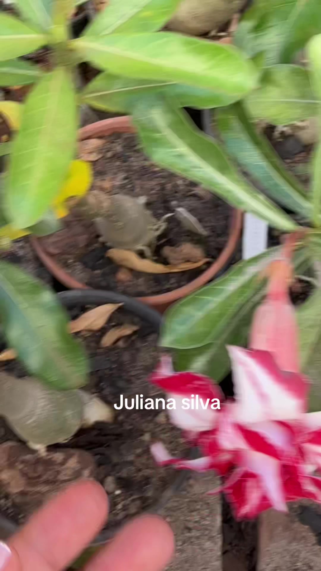 @Juliana silva
