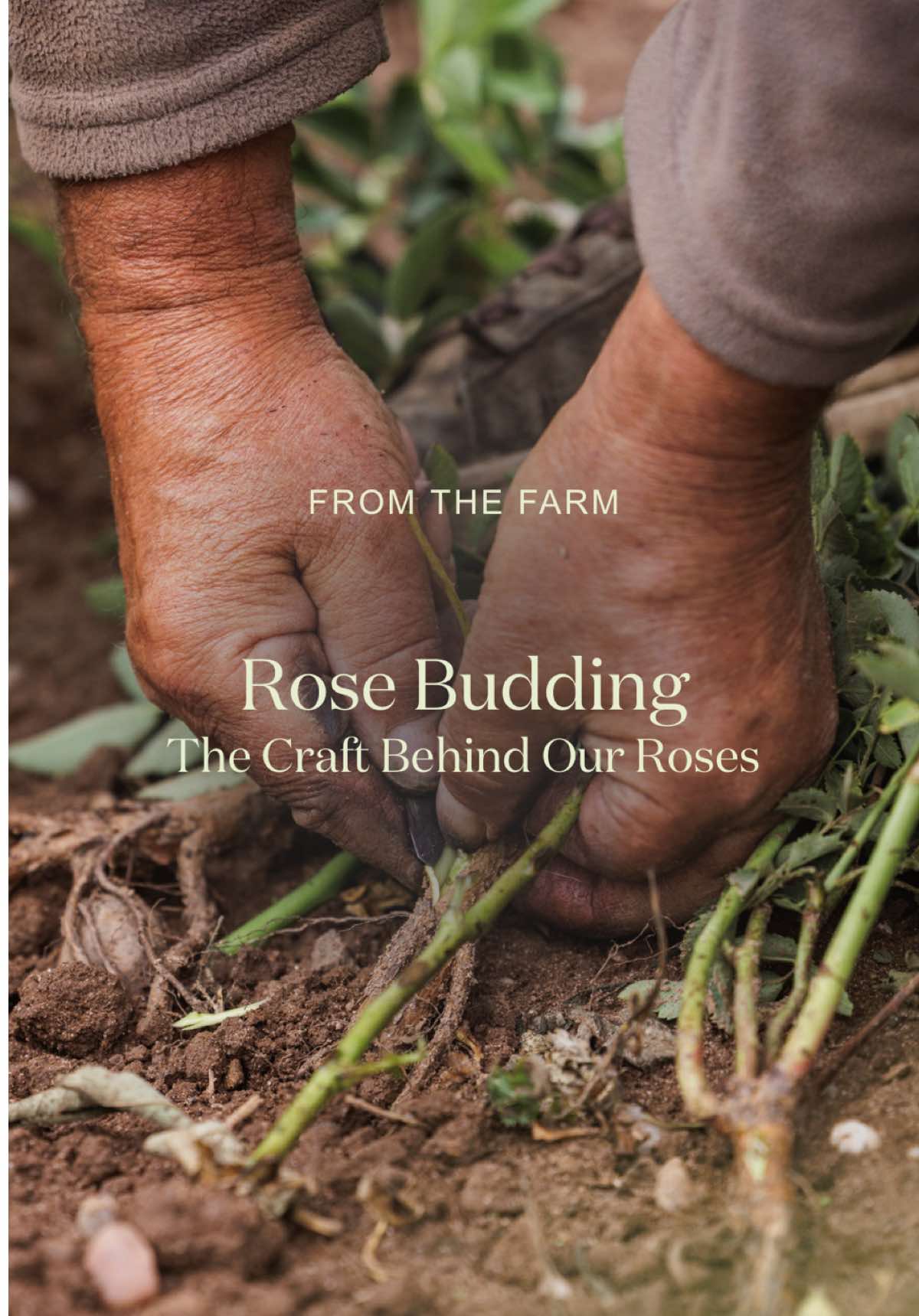 @David Austin Roses
