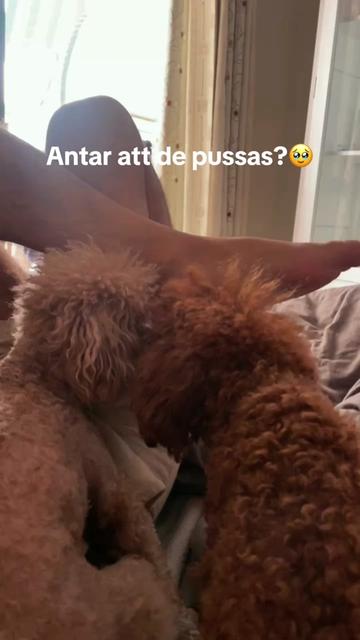 @Nova🦢Anso