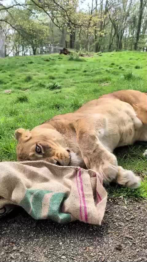 @Dartmoor Zoological Society