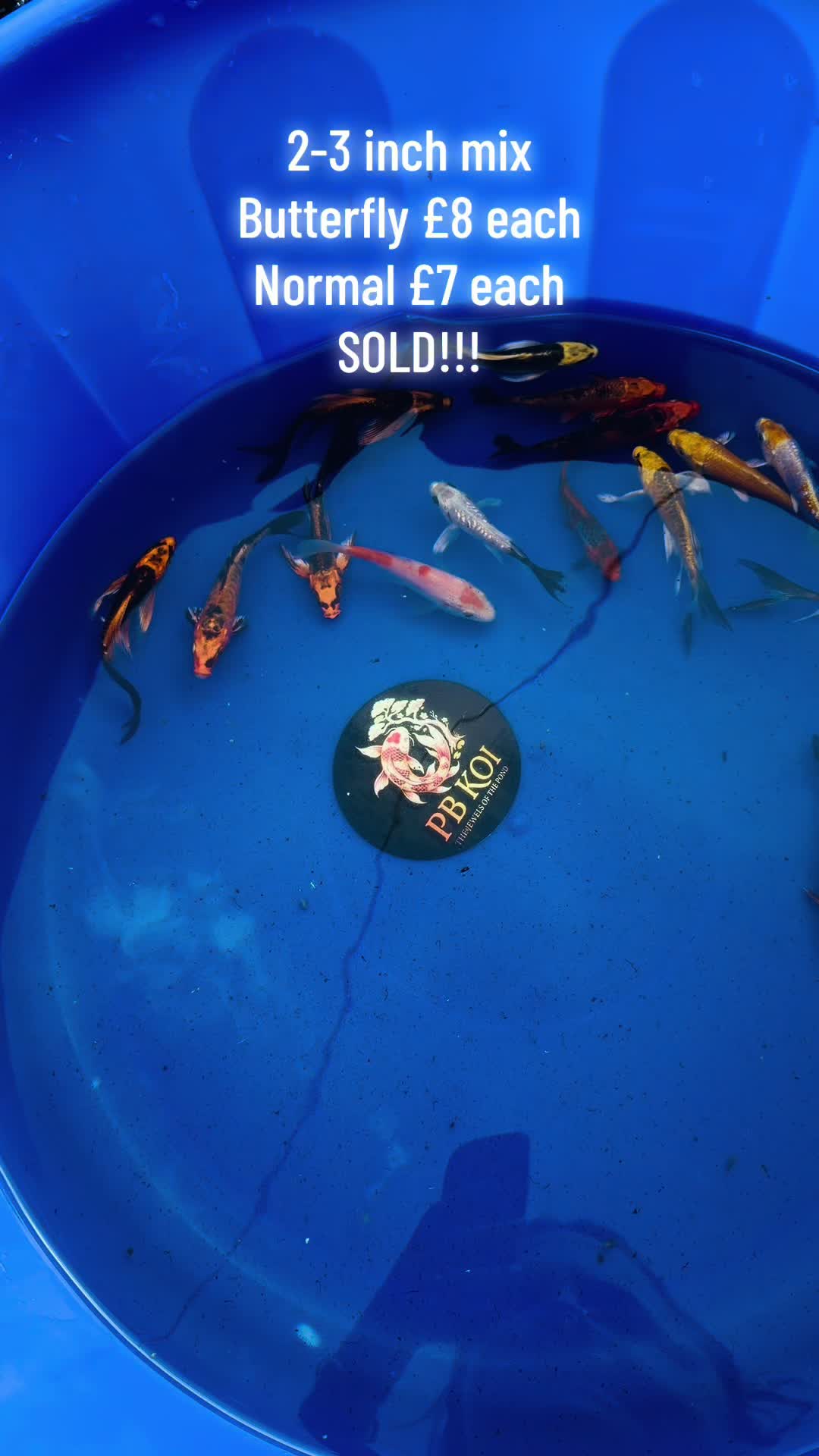 @PB KOI