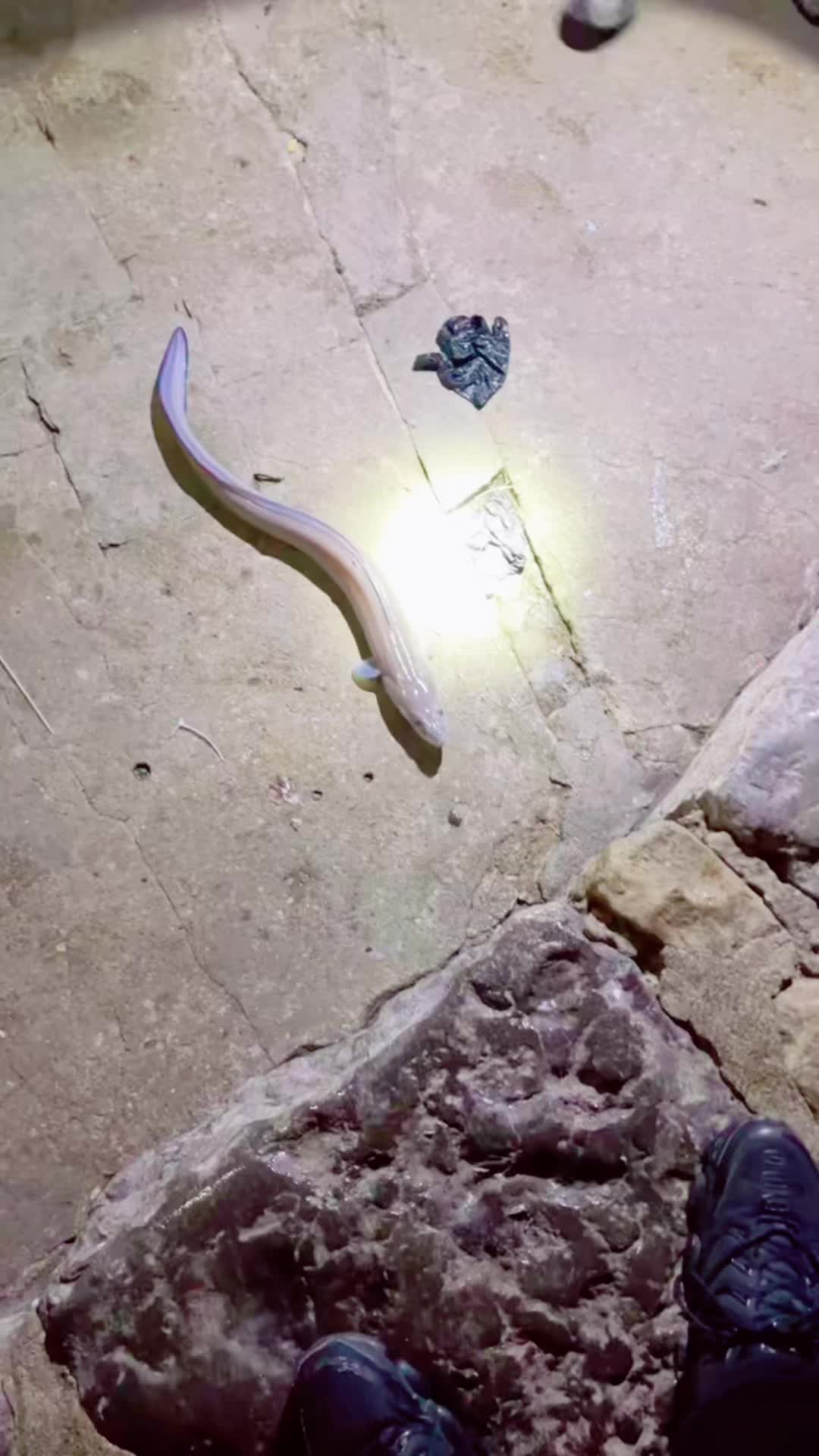 @BrumGoesFishing