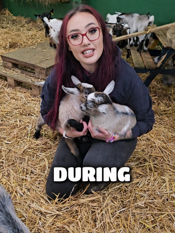 @The Big Sheep