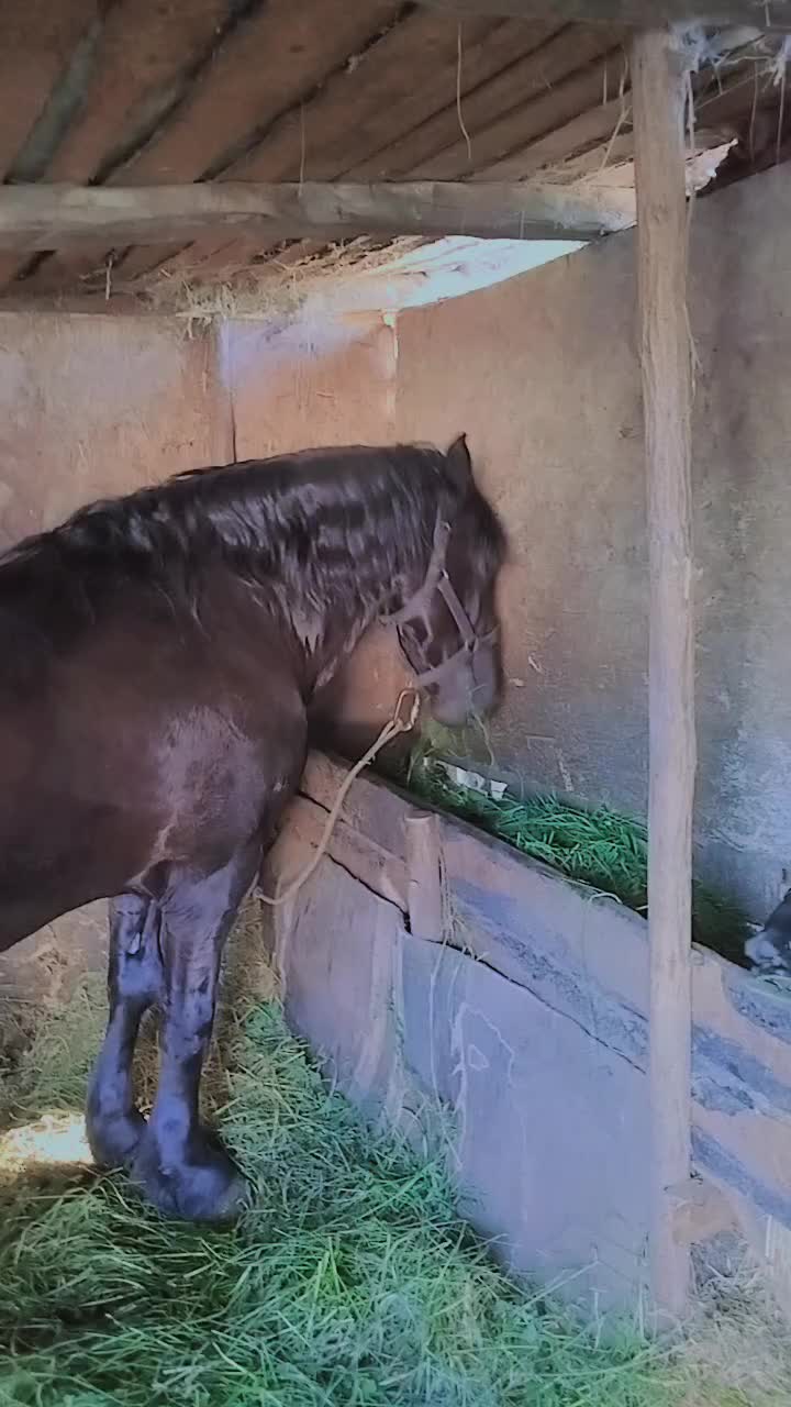 @Dan Dan Bobadieru
