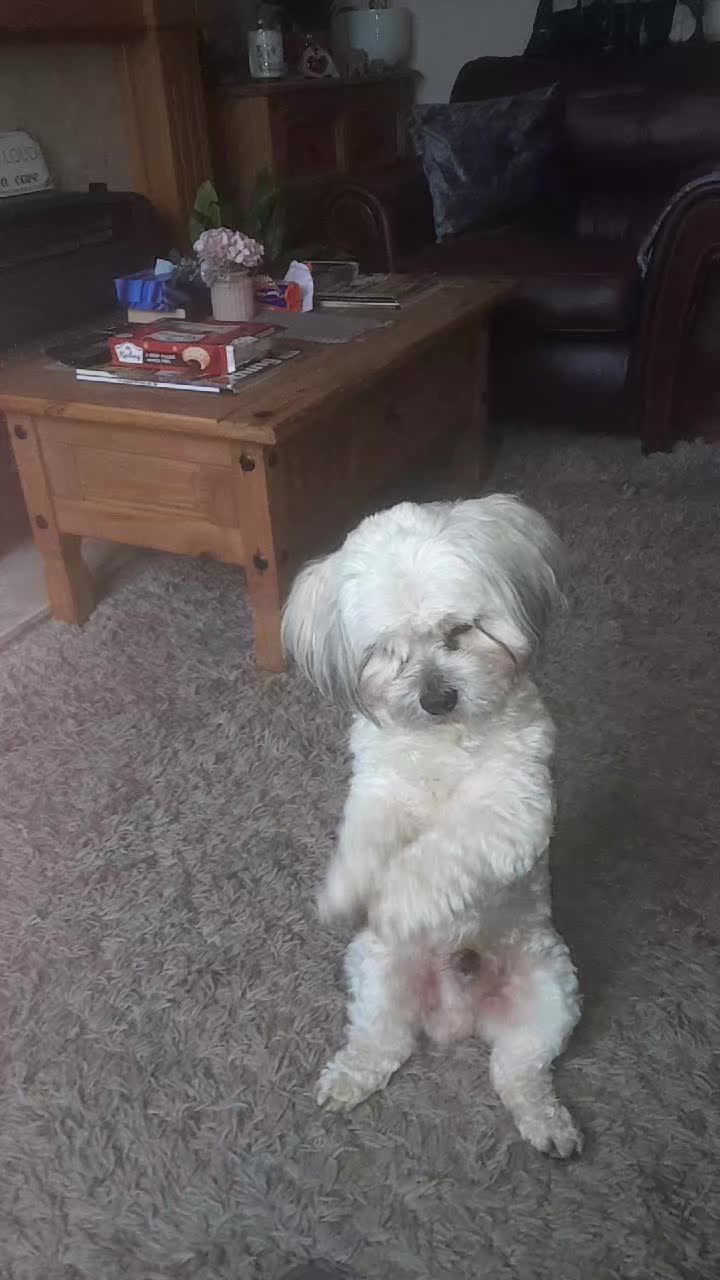 @Teddy bear dancingdog
