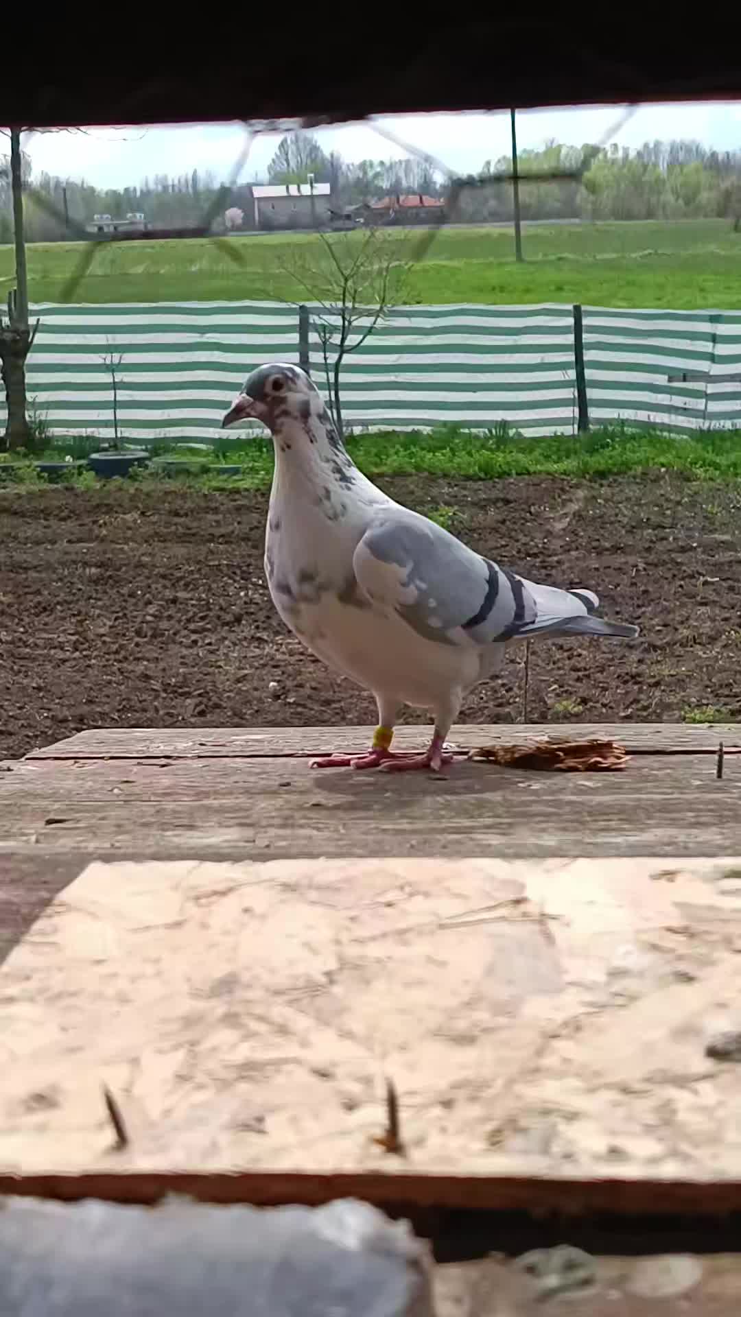 @(Frații Coman)