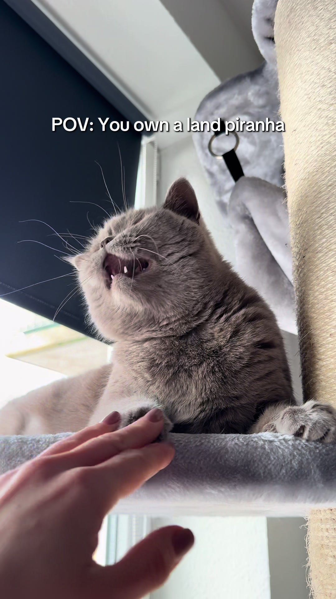 @Purrpawspals ✨