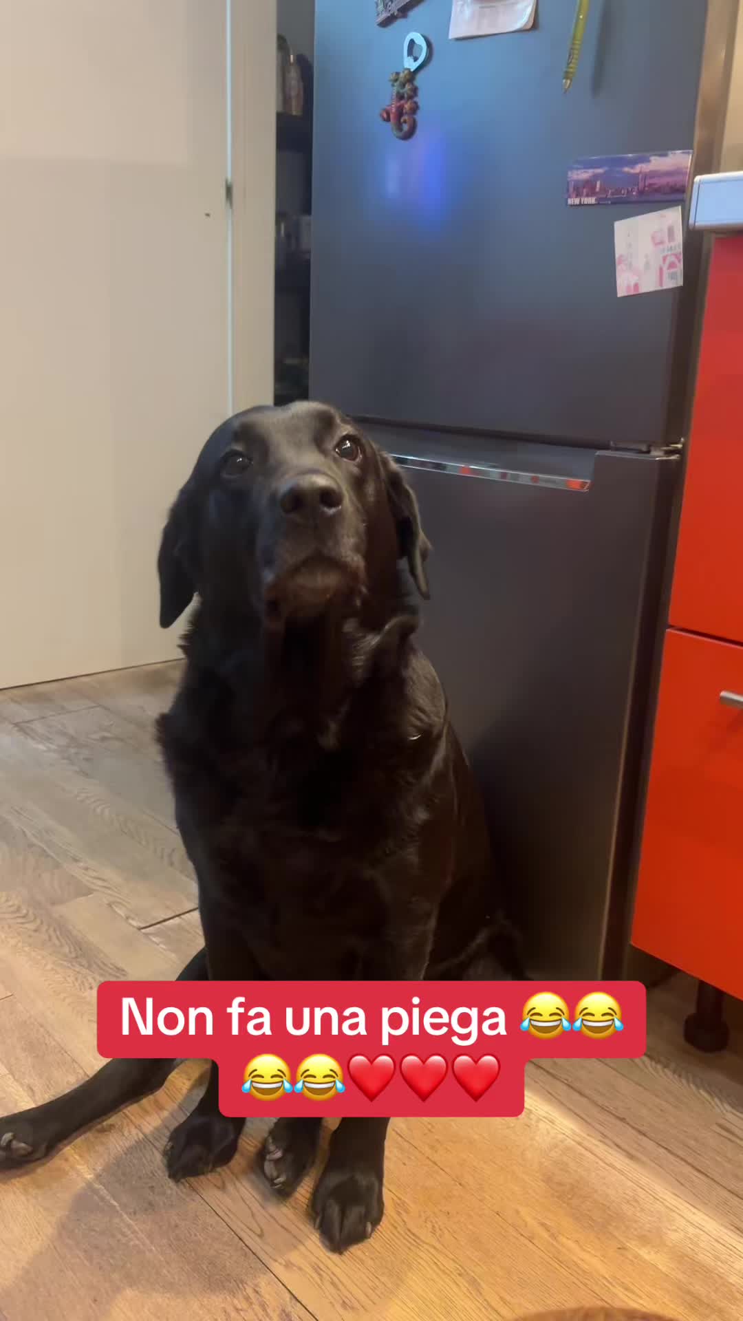@Gra_Lagra_👑