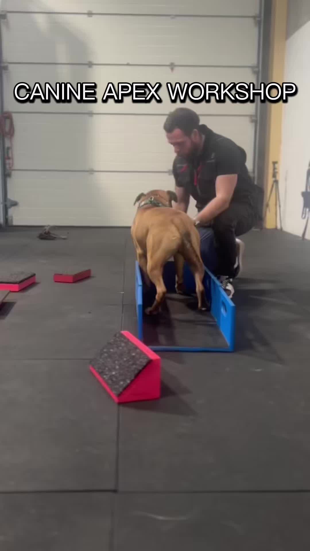 @Michael || Dog Trainer