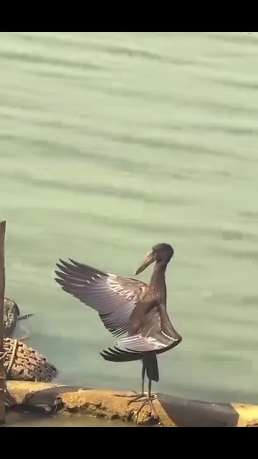 @شینکہ آلہ