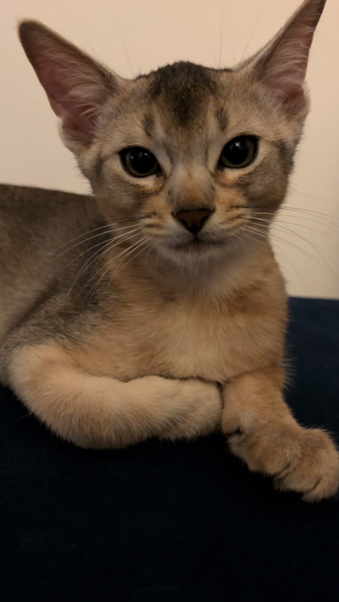@Abyssinian cat UK