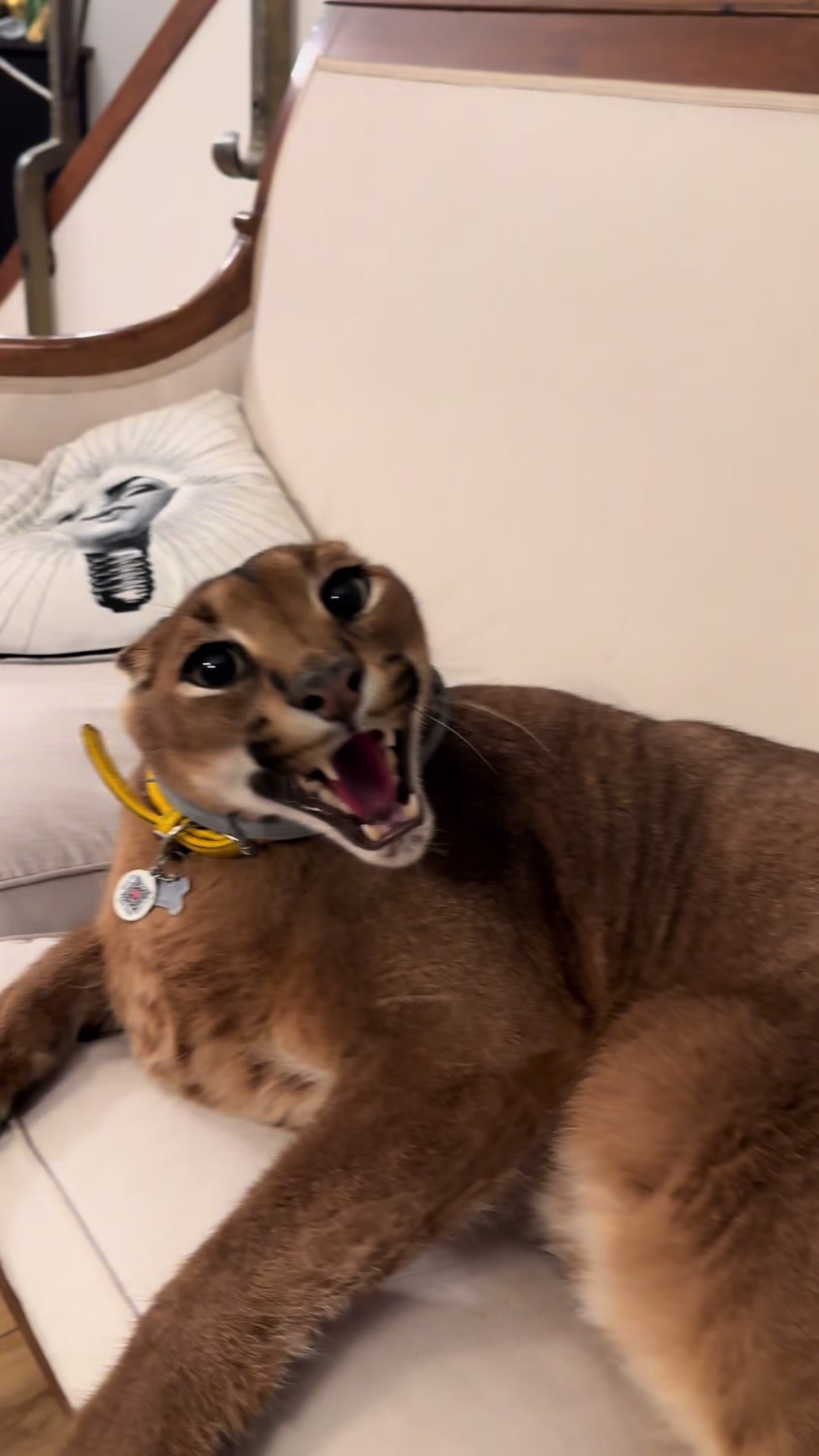 @Pumba Caracal