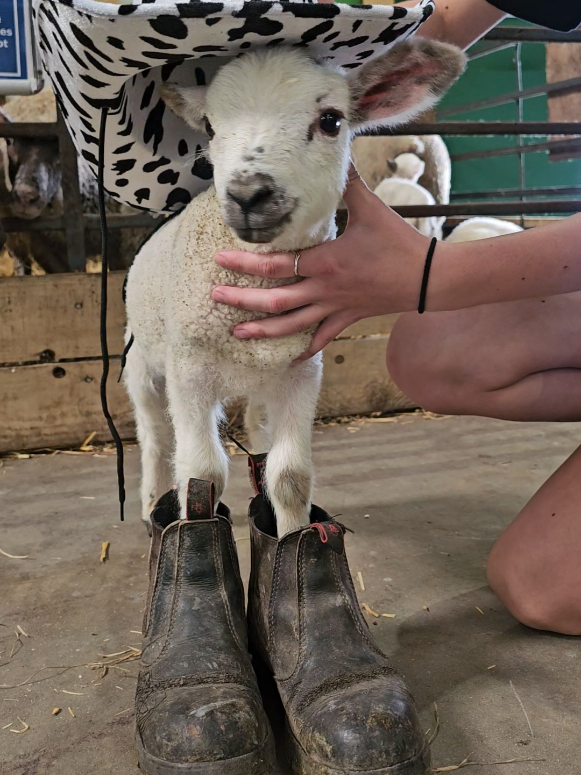 @The Big Sheep