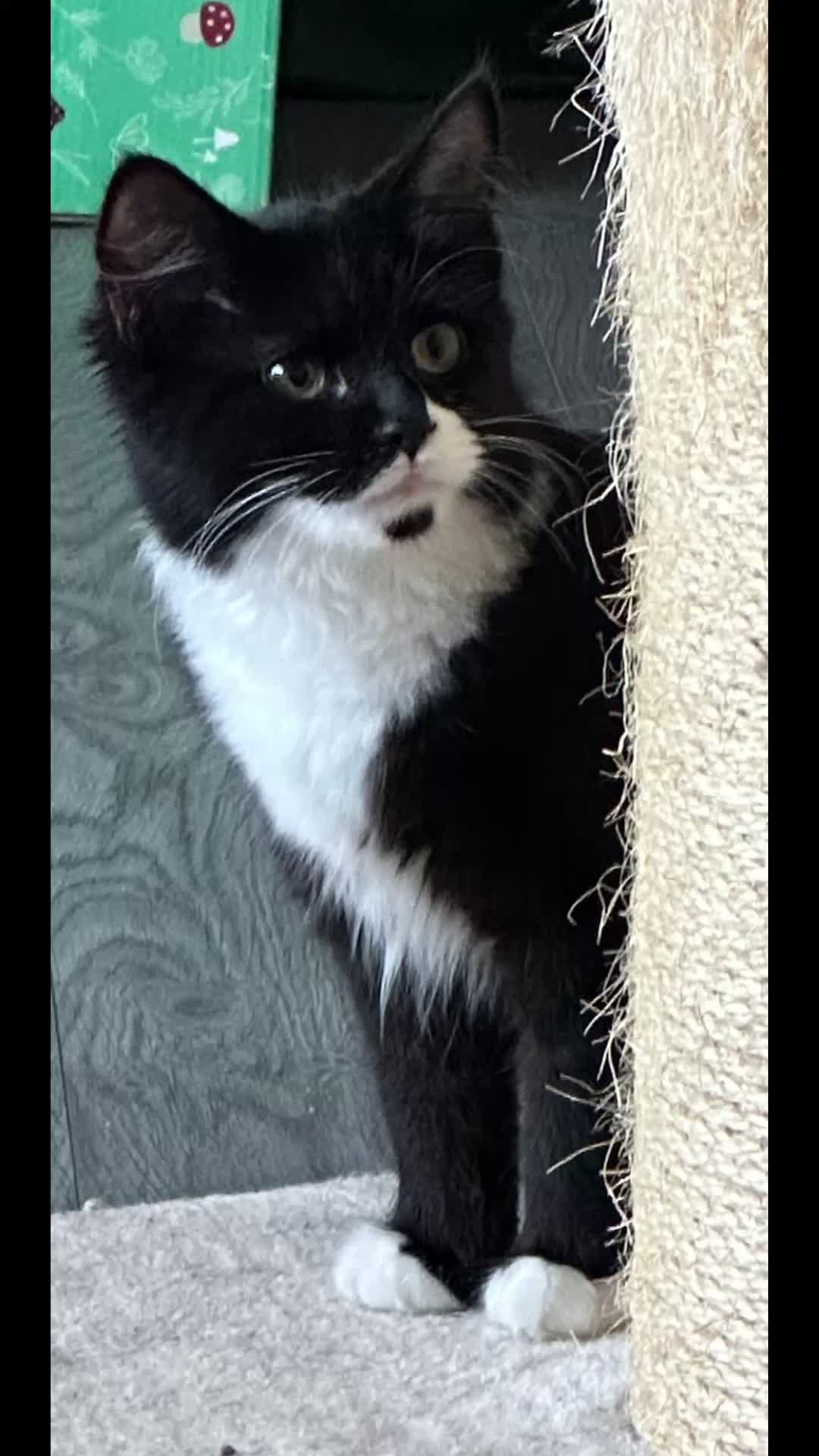 @SeanRescuesAnimals