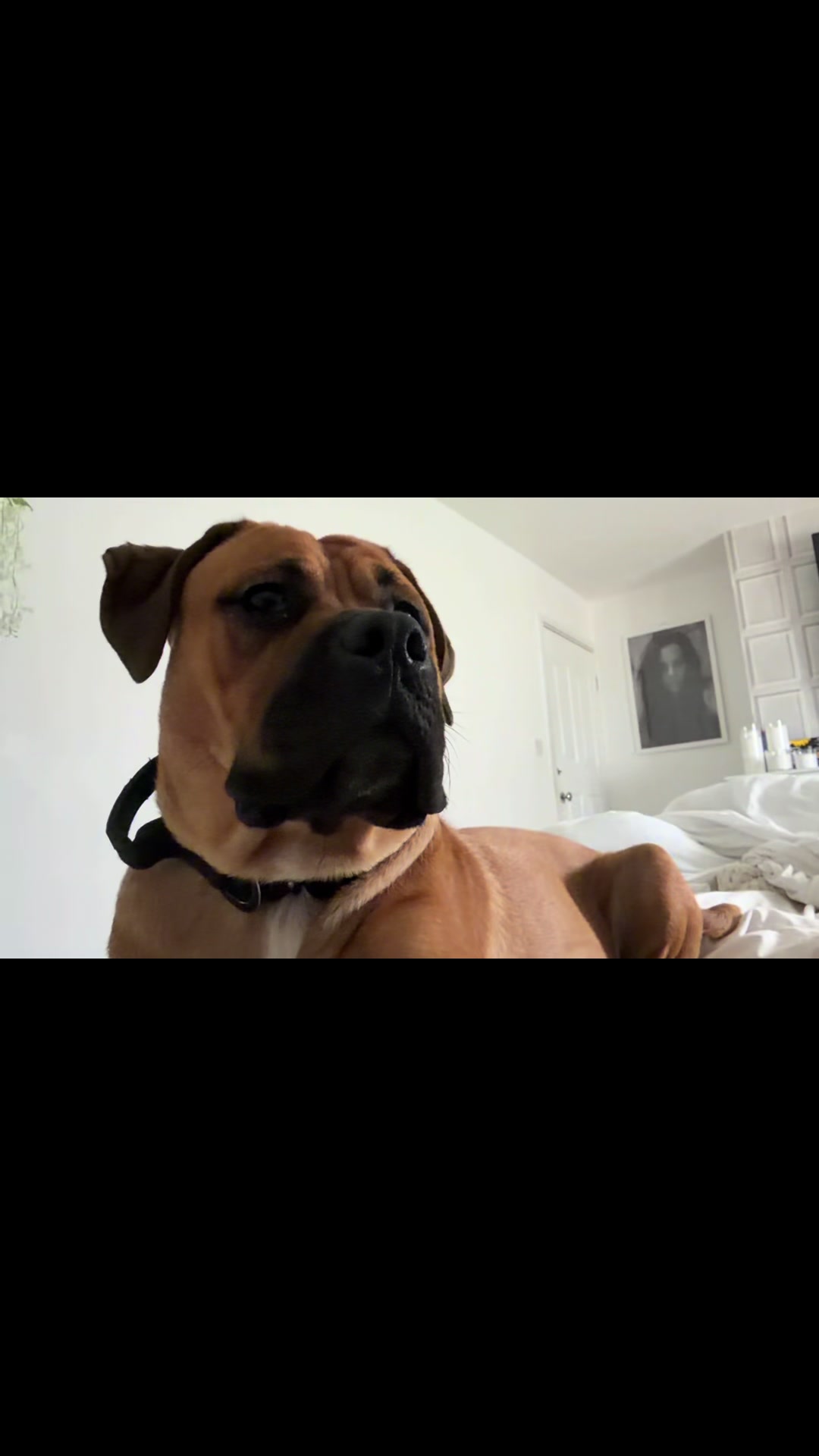 @💕Sara💕 SpartanMastiffs💕