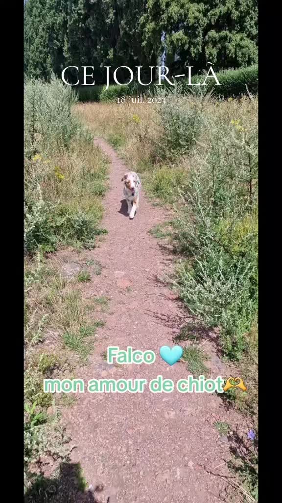 @✨️Naloria🩵Vie de Meute❤️🐾💙