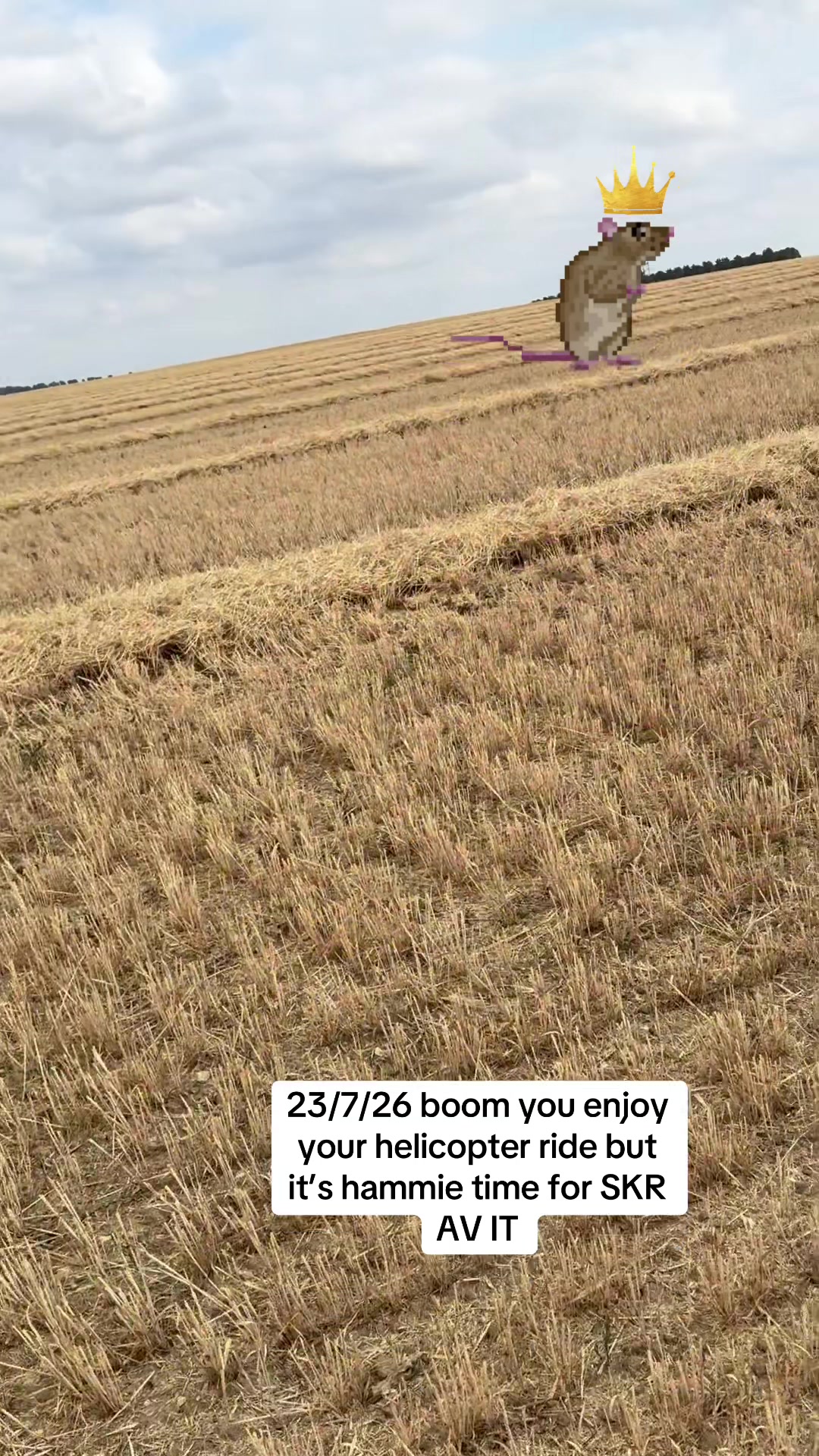 @SirKingRat