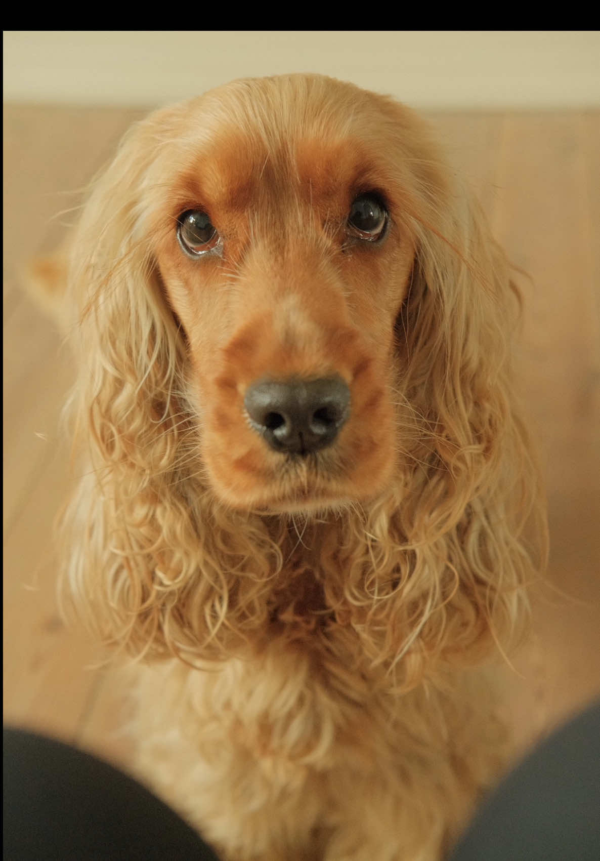 @Darla the Cocker