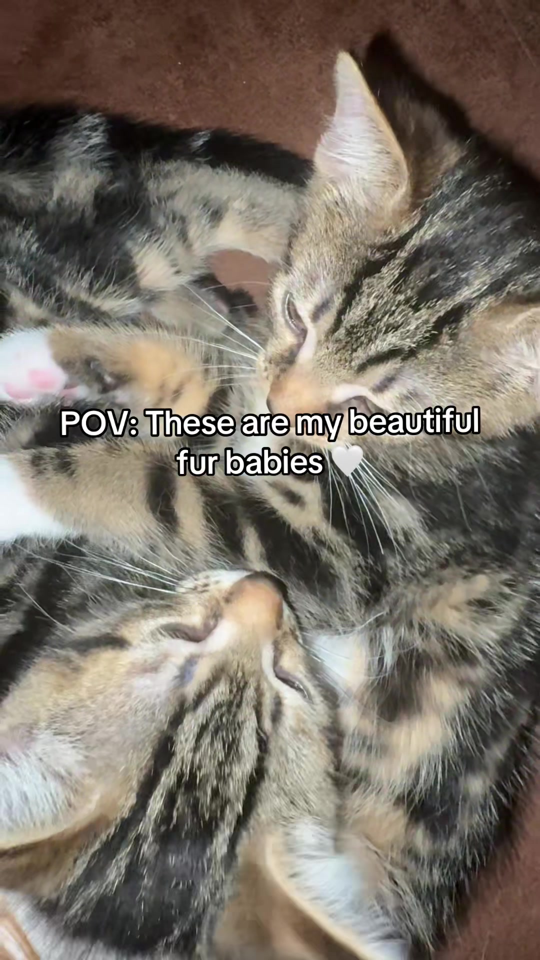 @FutureLawyer₊°༺❤︎༻°₊ 。
