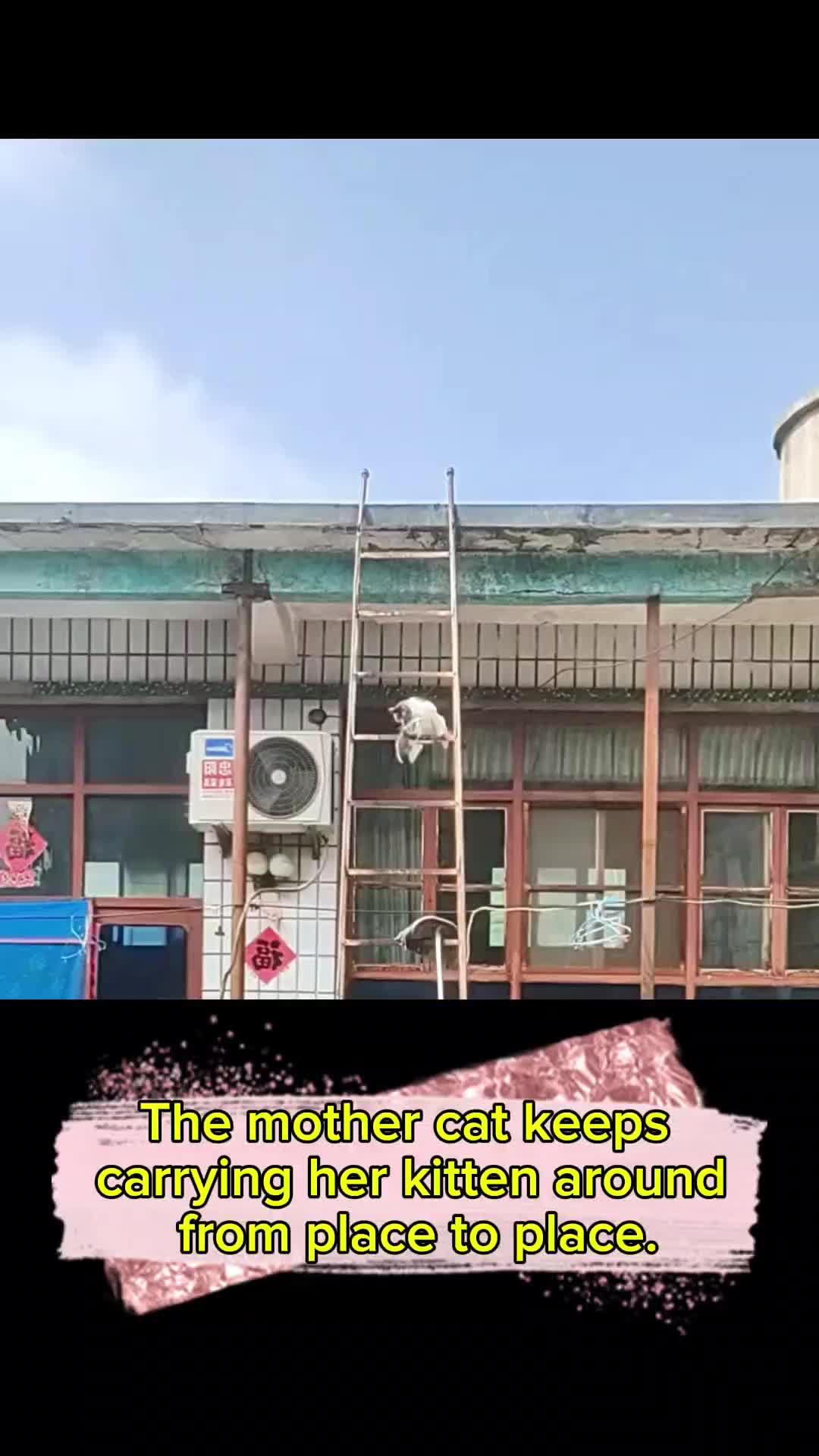 @videos animals funny