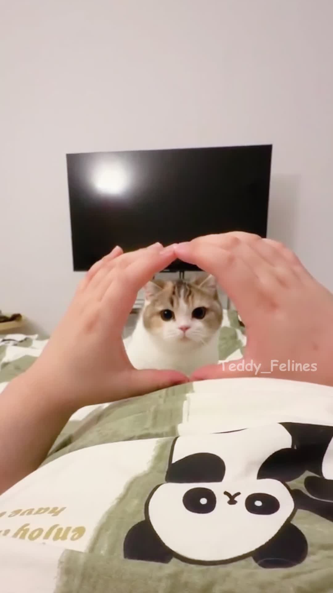 @Teddy_Felines 🧸🐾