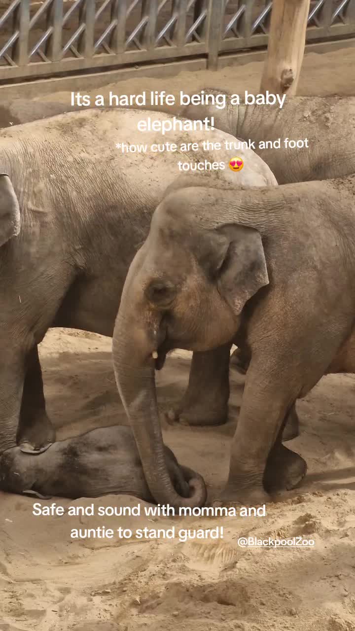 @Amber's Animal Adventures