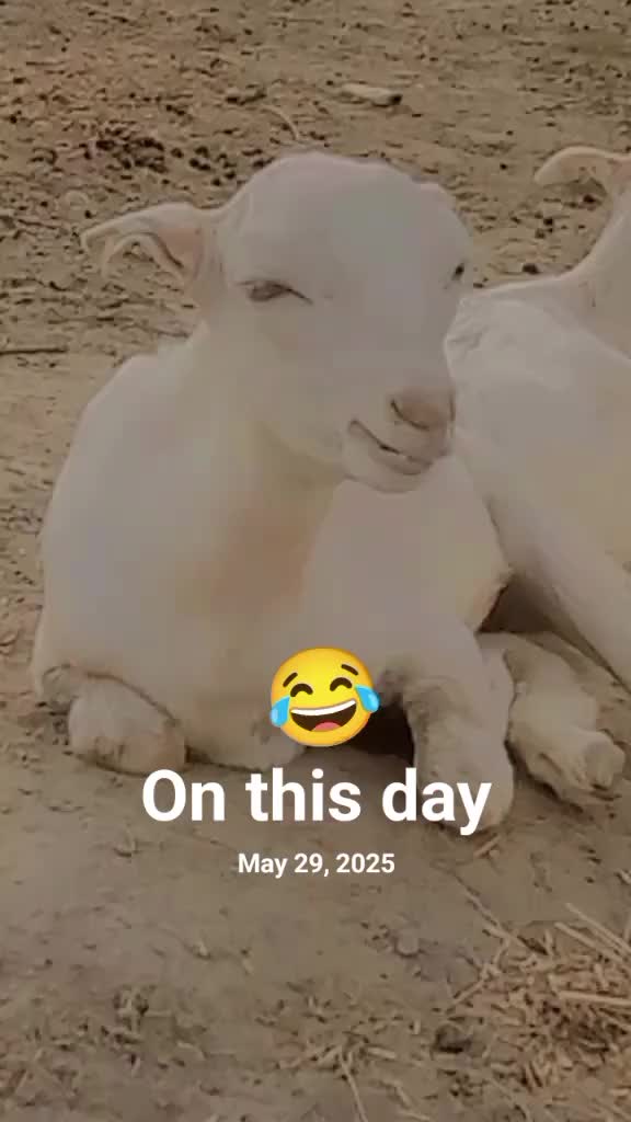@🇵🇰جٹاں دا منڈا 🇵🇰
