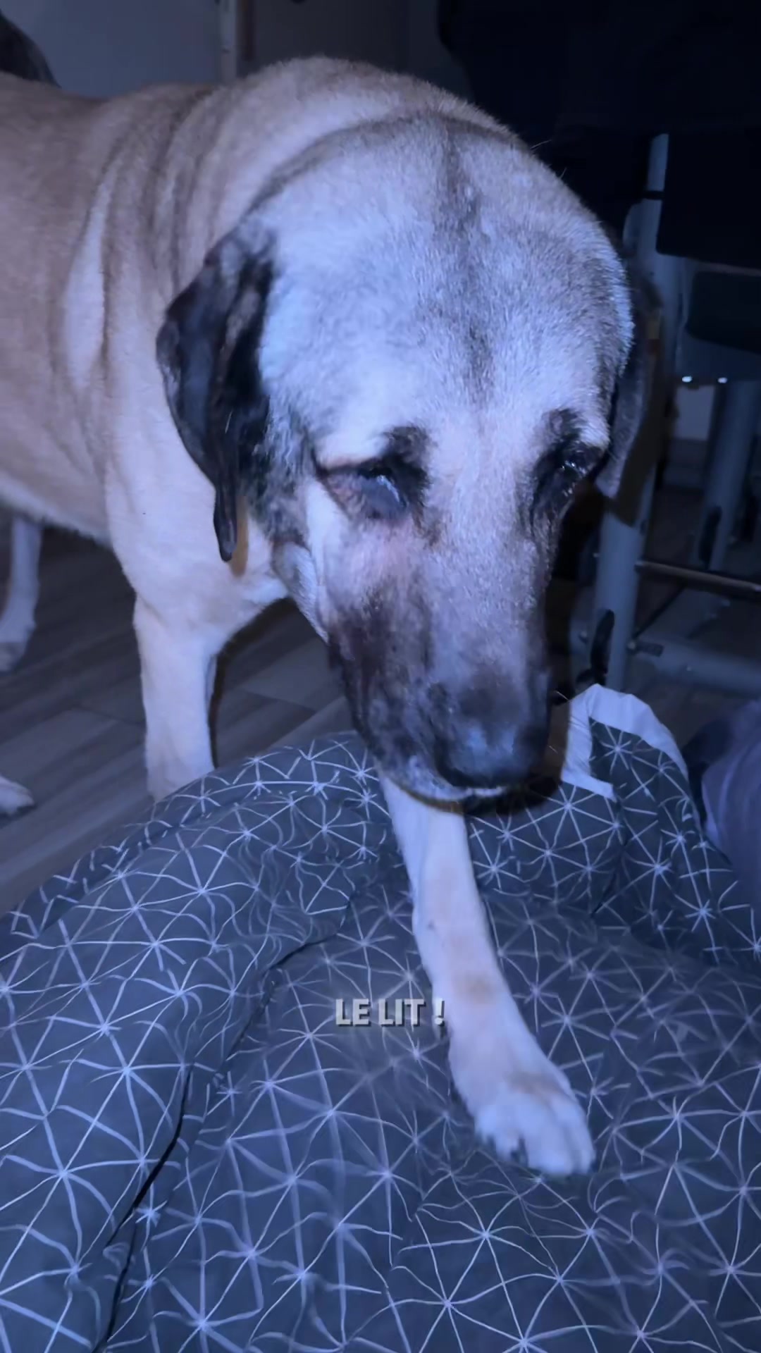 @Purekangal